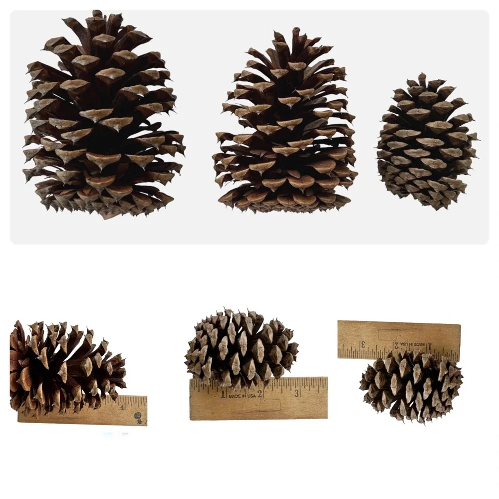 Organic Pine Cones Craft Supply Fall Decor Firestarters Hand Picked Lot 25